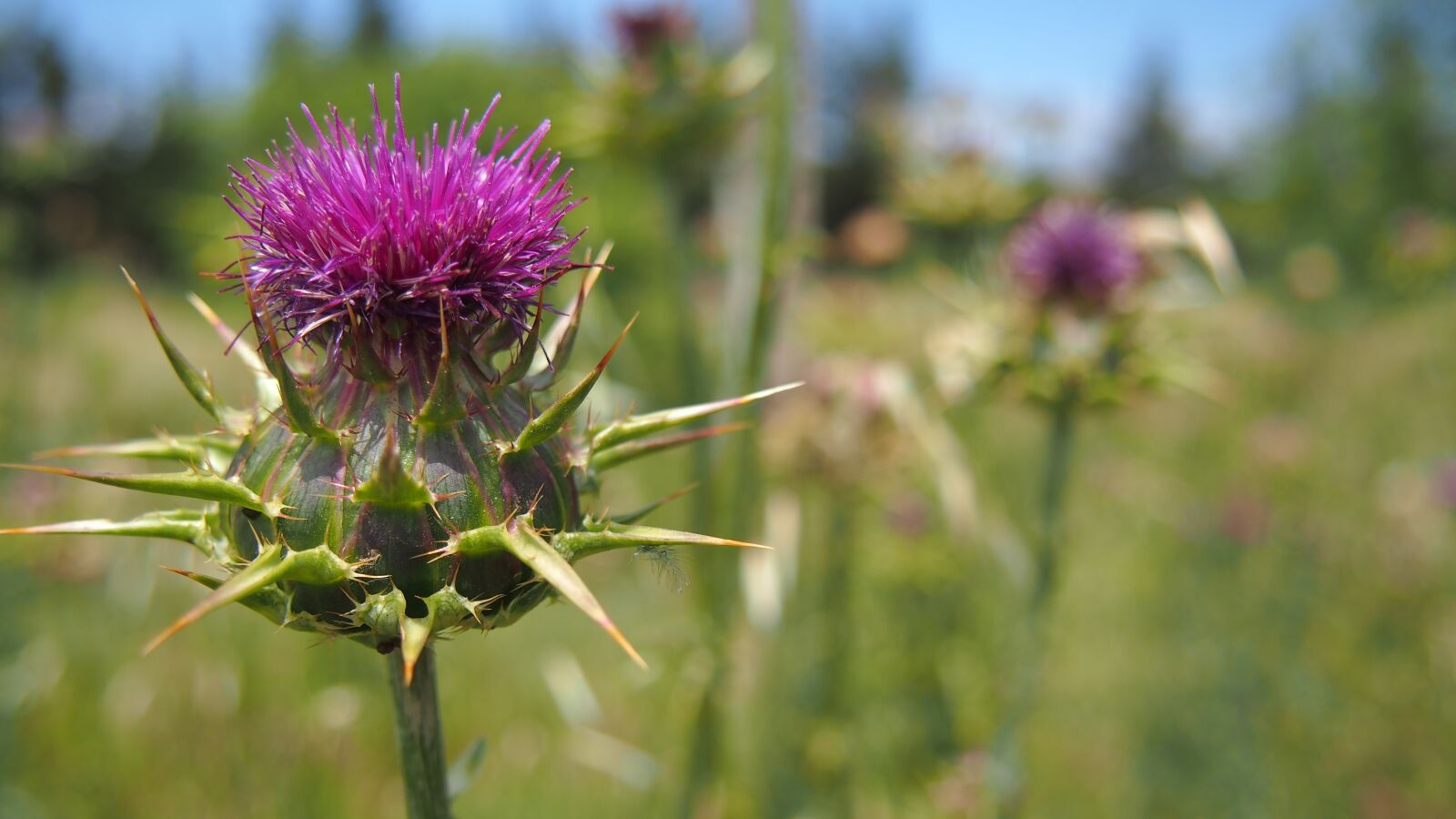 Olympus PEN E-PL6 sample photo. Thistle, nature, macro photography