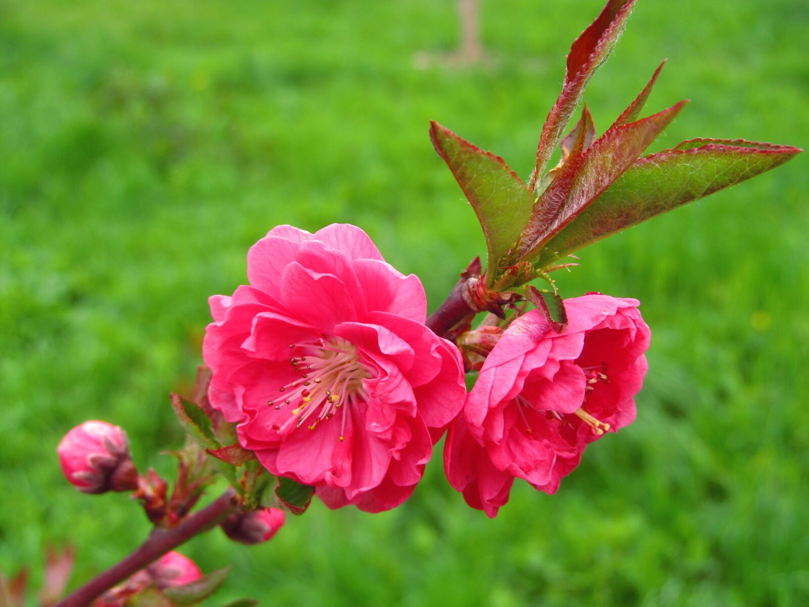 Canon PowerShot SX150 IS sample photo. Flower, spring, nature photography