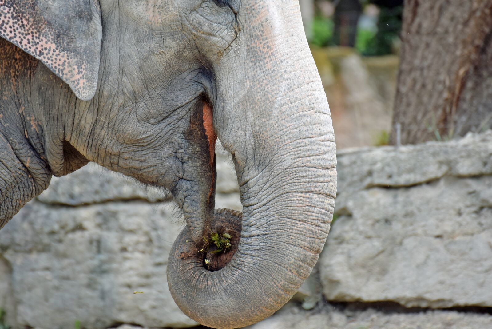 Nikon D3300 sample photo. Elephant, animal, proboscis photography
