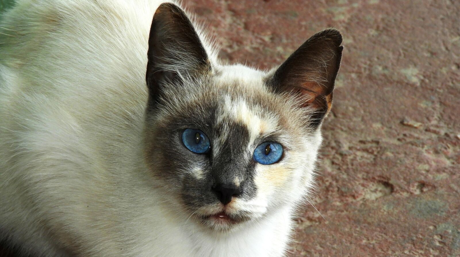 Nikon Coolpix B700 sample photo. Animal, cat, domestic photography