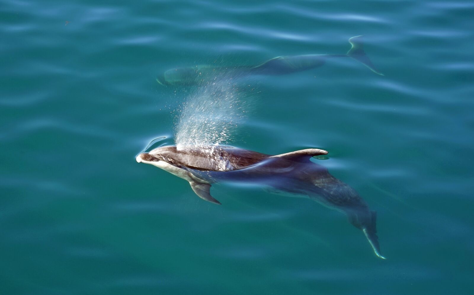 Sony a7 + Sony FE 24-240mm F3.5-6.3 OSS sample photo. Dolphins, bay of islands photography