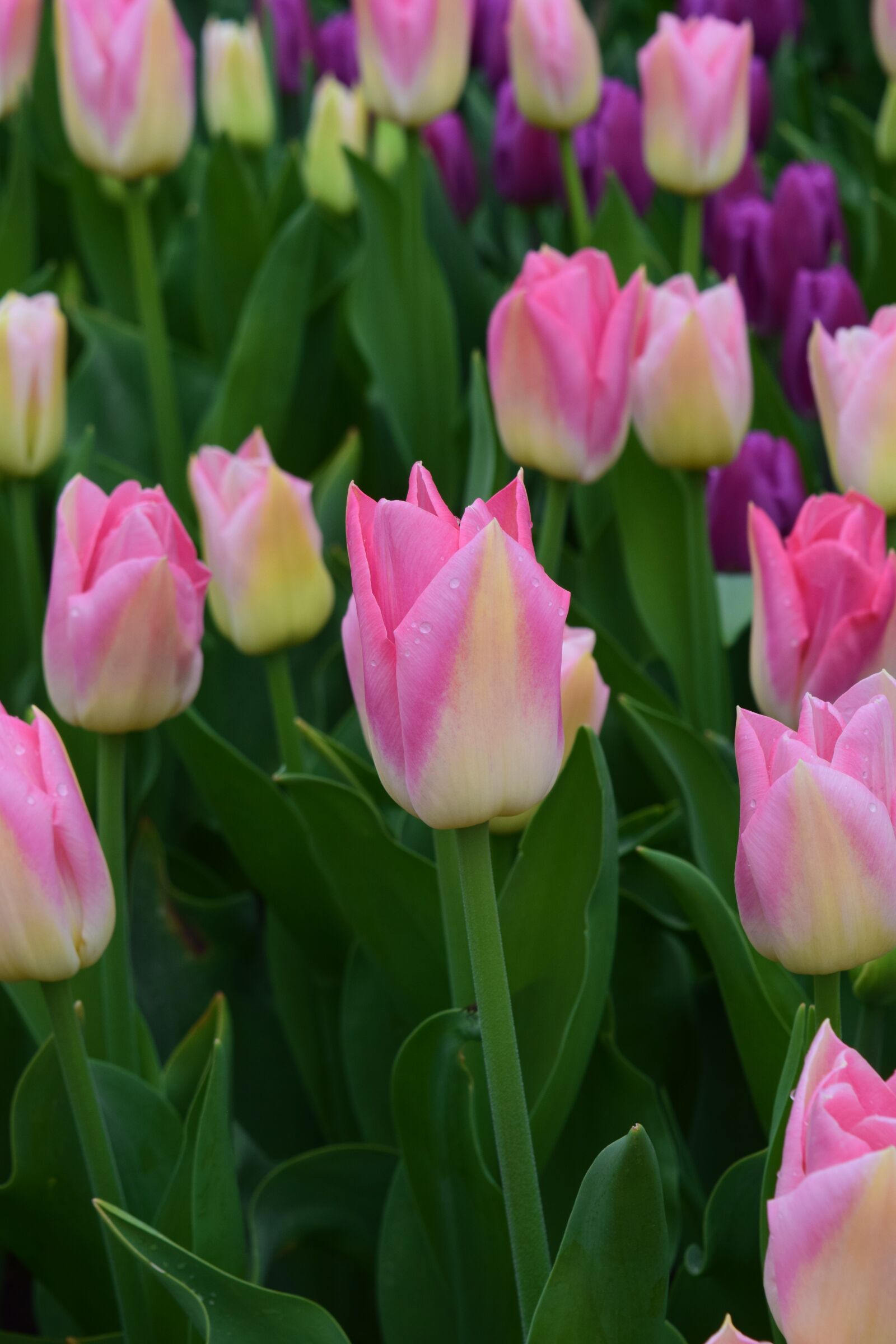 Nikon D3300 sample photo. Tulips fields, pink flowers photography