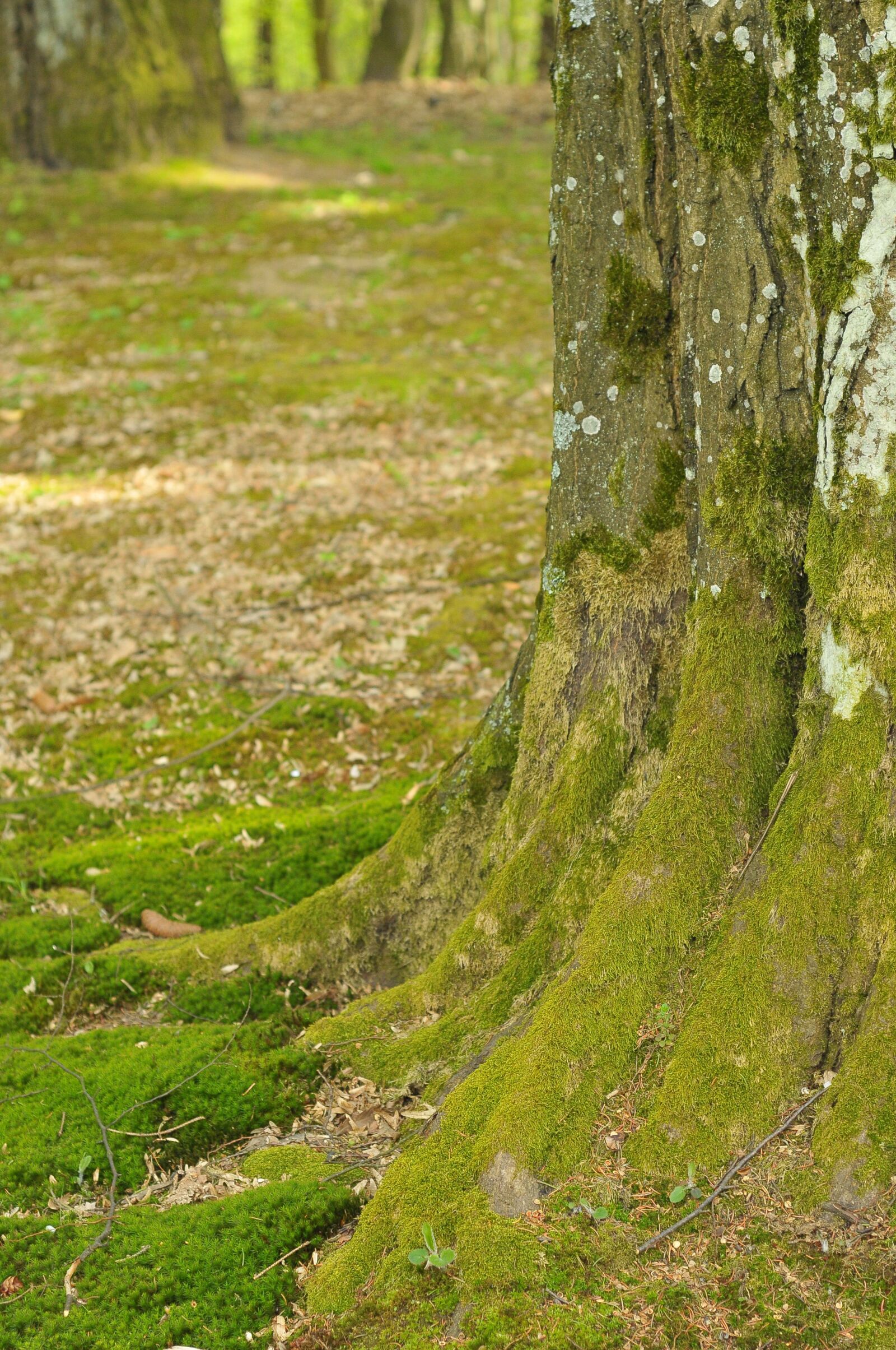 Nikon D300 sample photo. Wood, green, forest photography