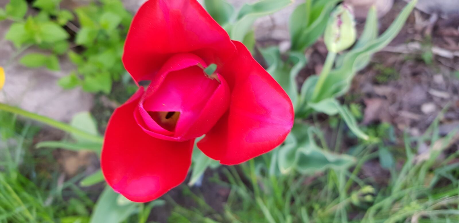Samsung Galaxy S8 sample photo. Tulip, flower, red photography