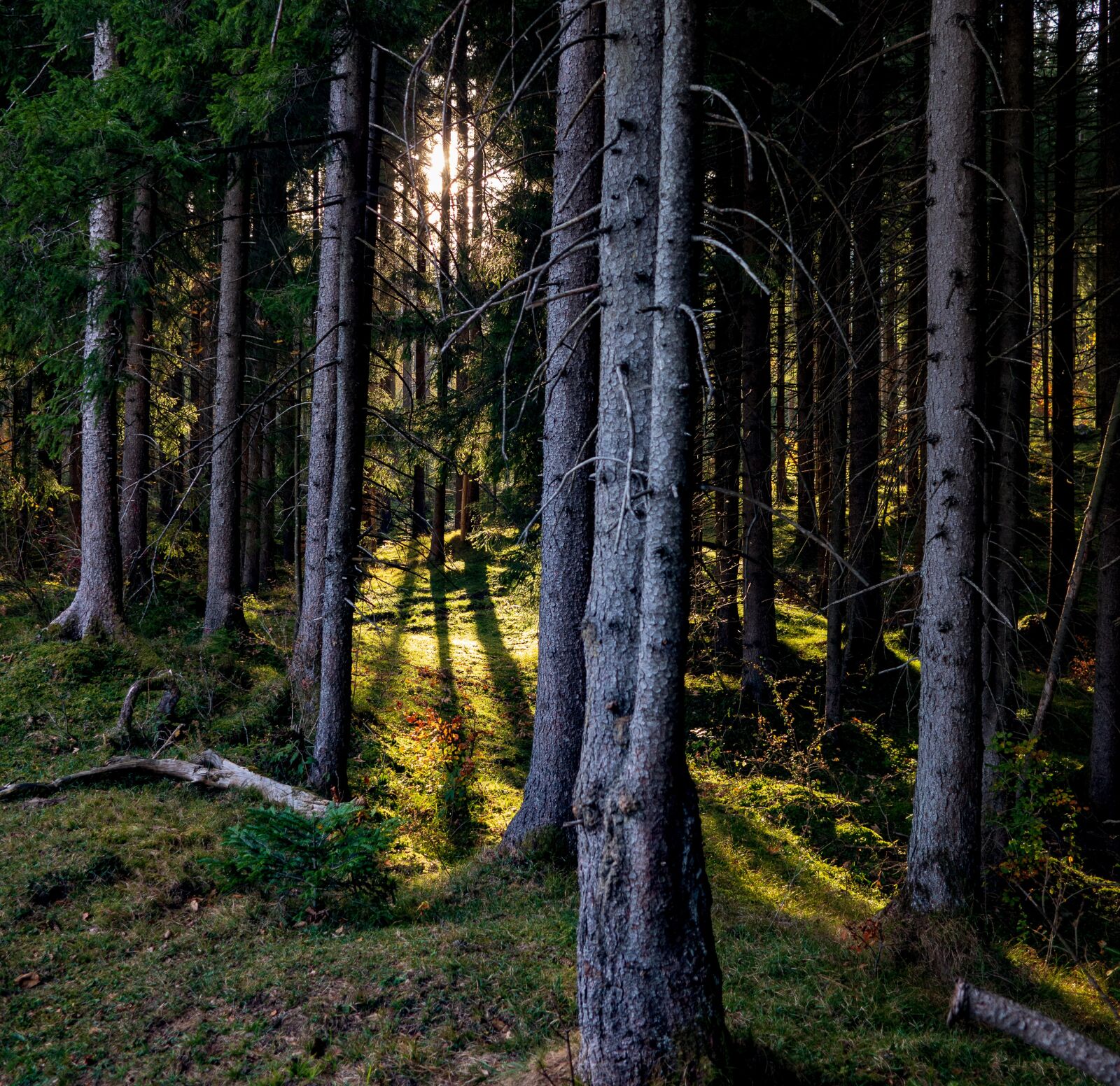 Leica Elmarit-TL 18mm F2.8 ASPH sample photo. Sunbeam, forest, trees photography