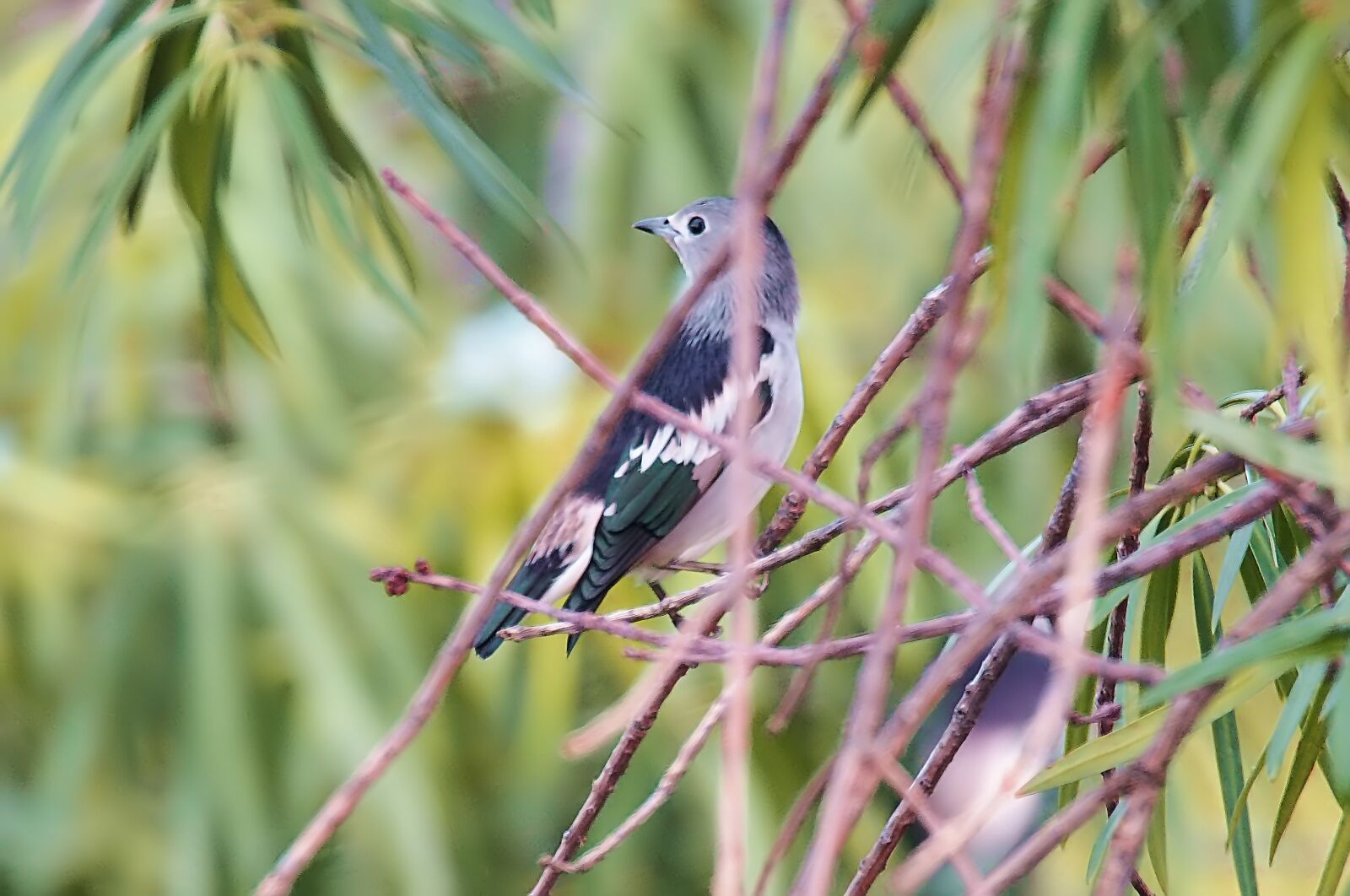 Olympus OM-D E-M1 sample photo. Daurian starling male, wild photography