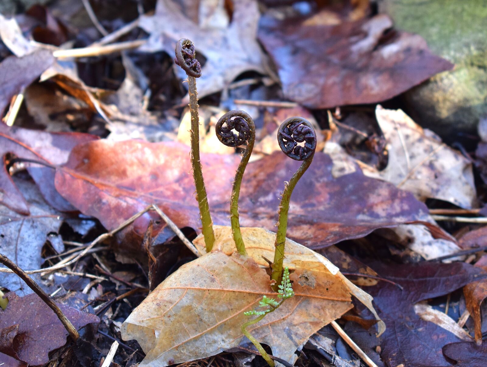 Nikon D3300 sample photo. Ferns unfurling, ferns, plant photography
