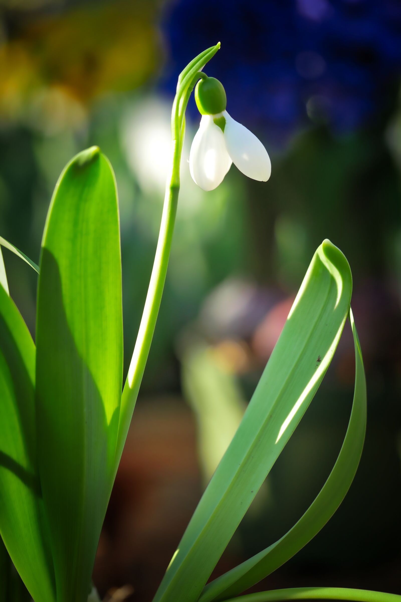 Panasonic Lumix DMC-GX8 sample photo. Nature, leaf, plant photography