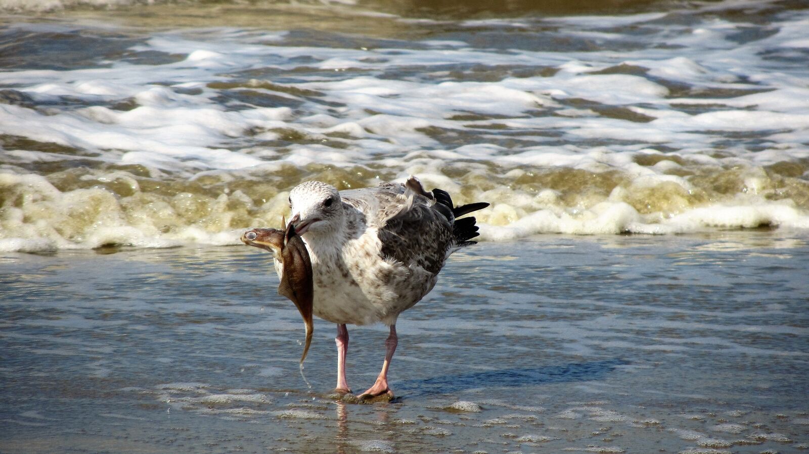 Canon PowerShot SX220 HS sample photo. Seagull, beach, fish photography