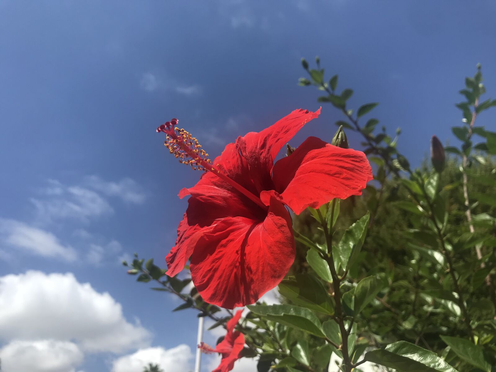 iPhone 7 back camera 3.99mm f/1.8 sample photo. Flower, sky, landscape photography
