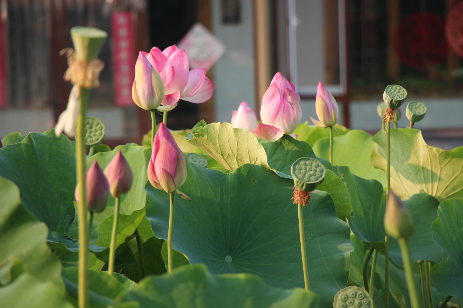 Canon EOS 650D (EOS Rebel T4i / EOS Kiss X6i) sample photo. Lotus, flower, summer photography