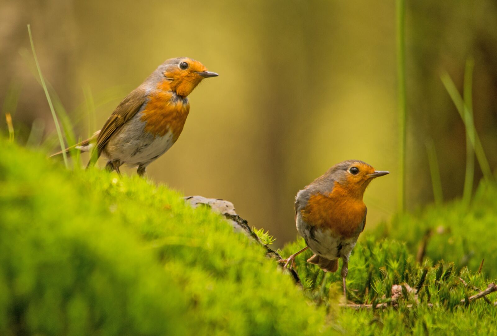 Nikon D610 sample photo. Robin, bird, nature photography