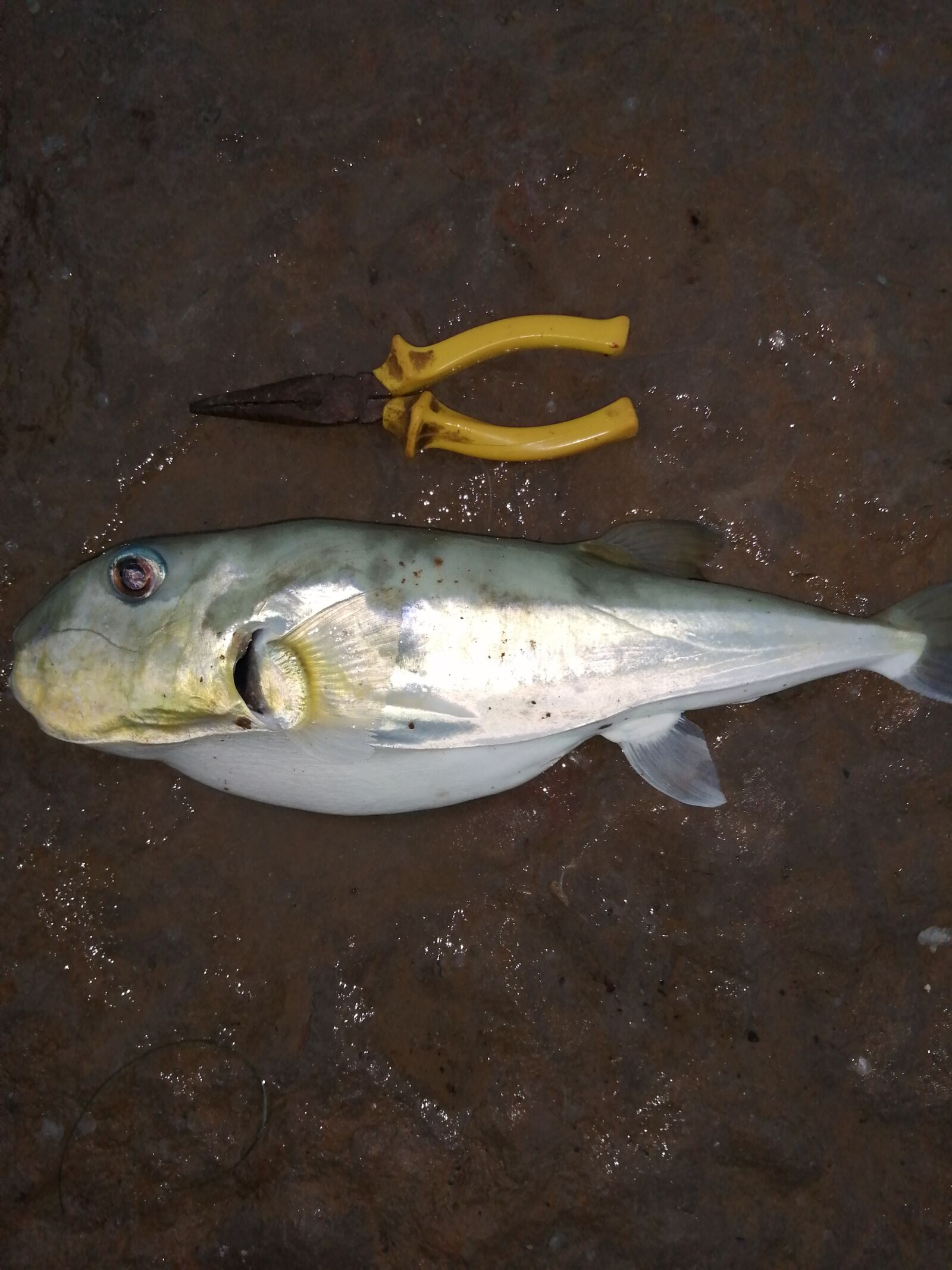 HUAWEI JKM-LX1 sample photo. Puffer, fish, pufferfish photography