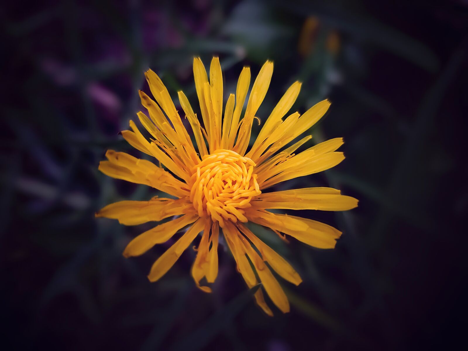 Samsung Galaxy S10+ sample photo. Daisy, flower, nature photography
