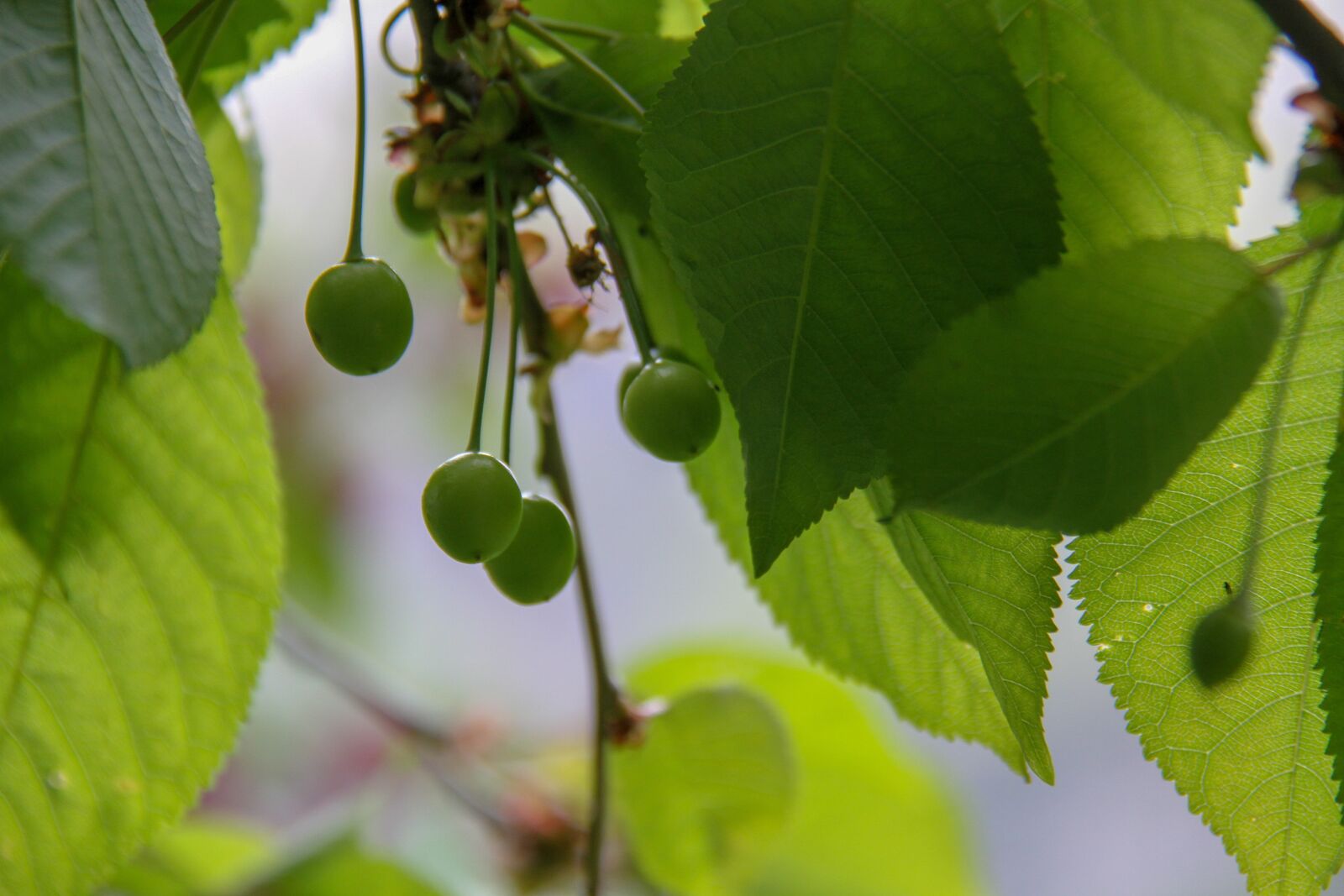 Canon EOS 7D sample photo. Cherry, green, spring photography