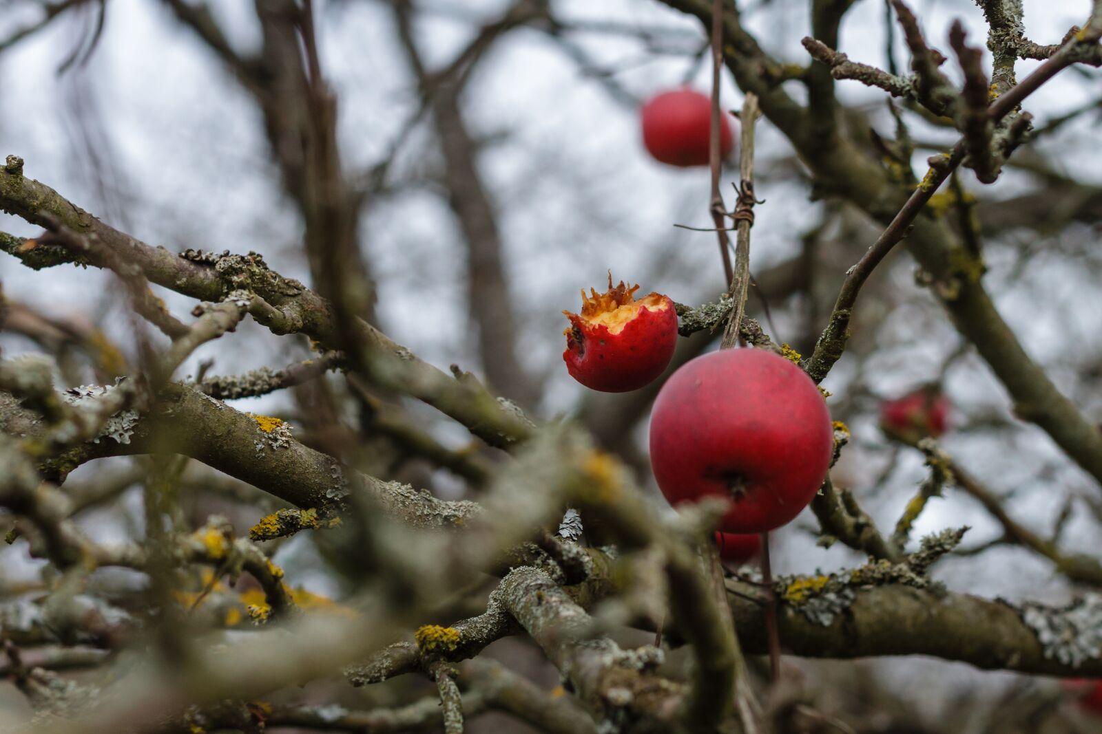 Яблоня с красными цветами и мелкими красными яблоками