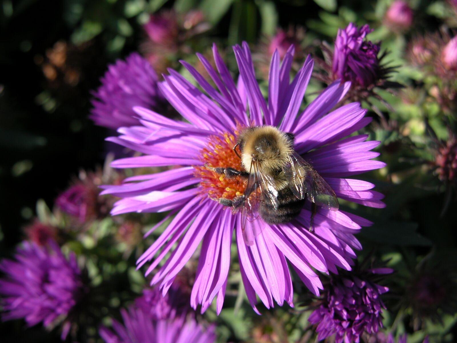 Nikon E5700 sample photo. Purple aster, flower, bumble photography