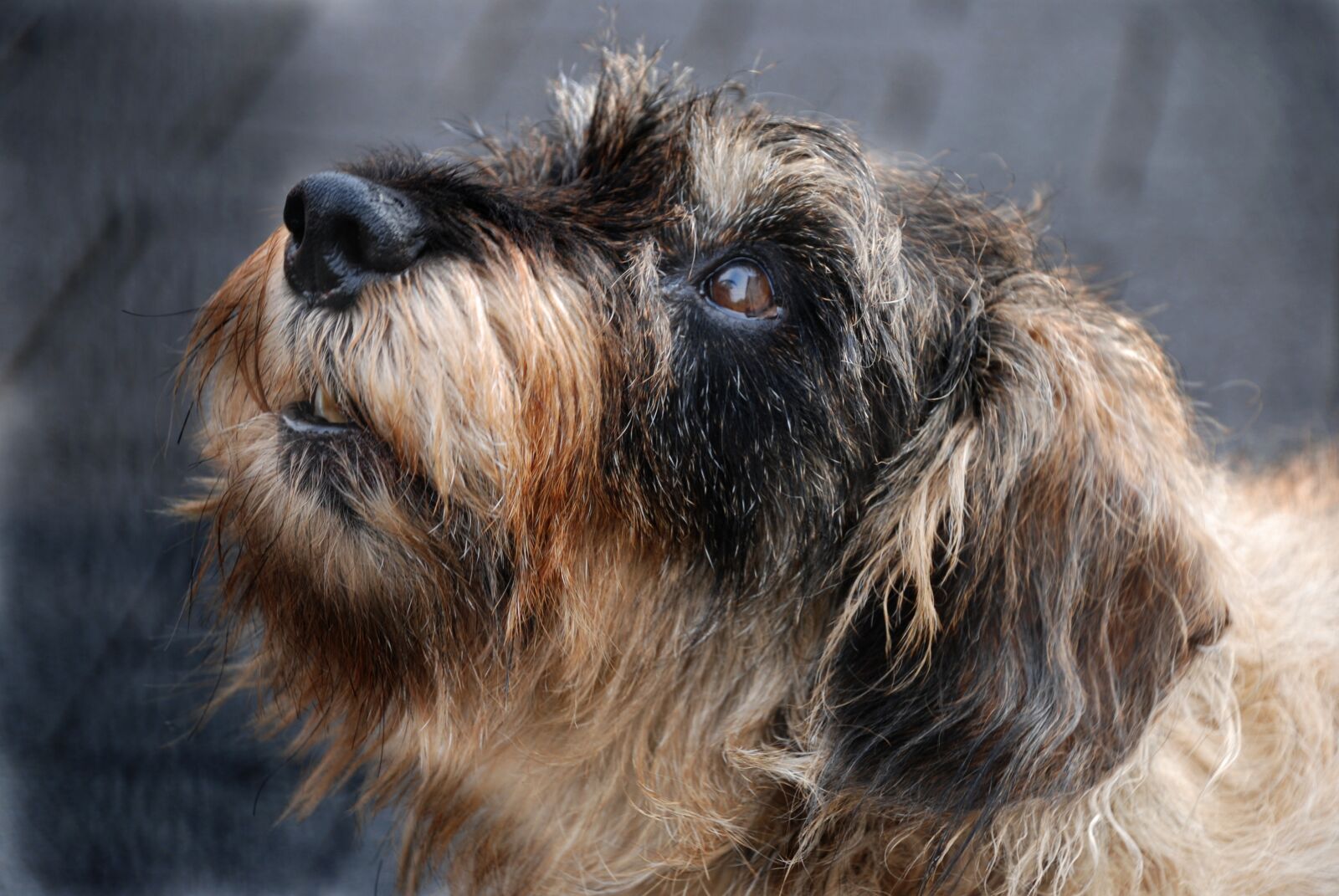 Nikon D80 sample photo. Dachshund, dog, pet photography