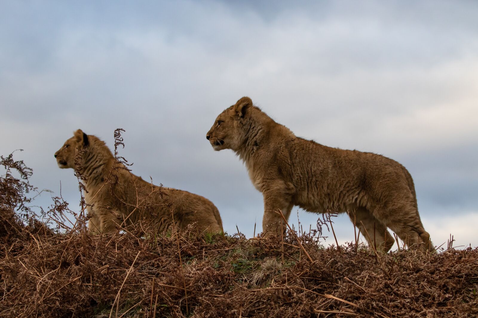 Canon EOS 7D Mark II sample photo. Lion cub, baby lion photography