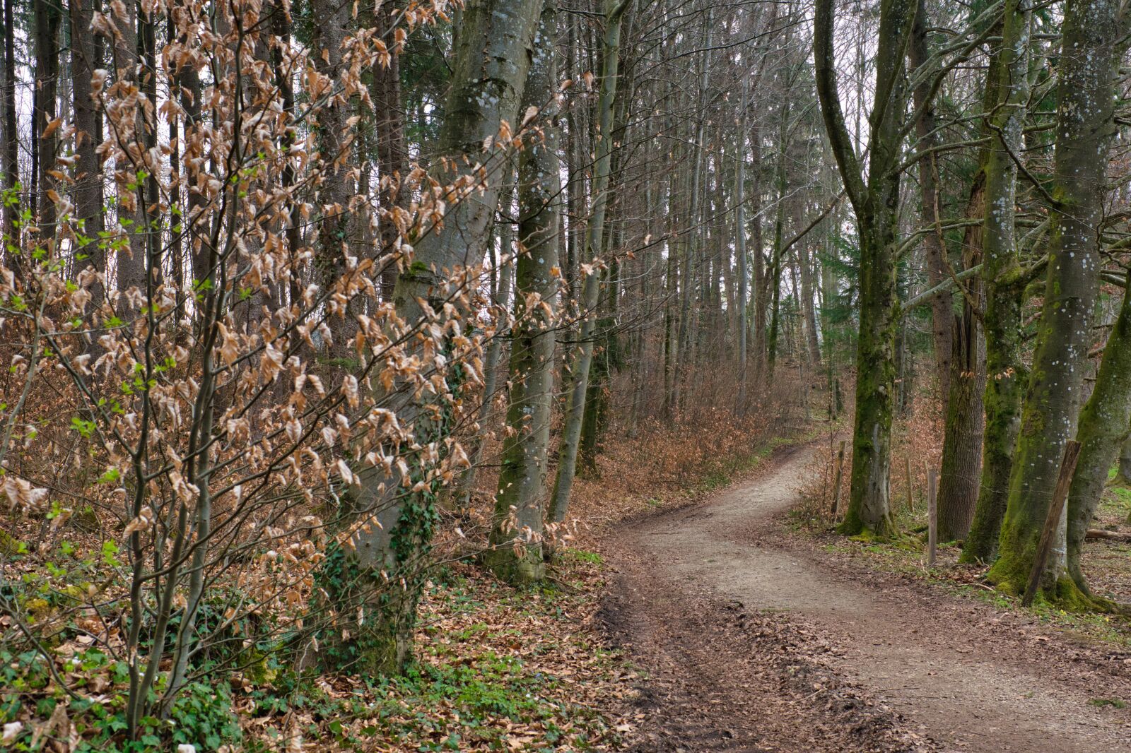 Nikon D7100 sample photo. Forest road, away, forest photography