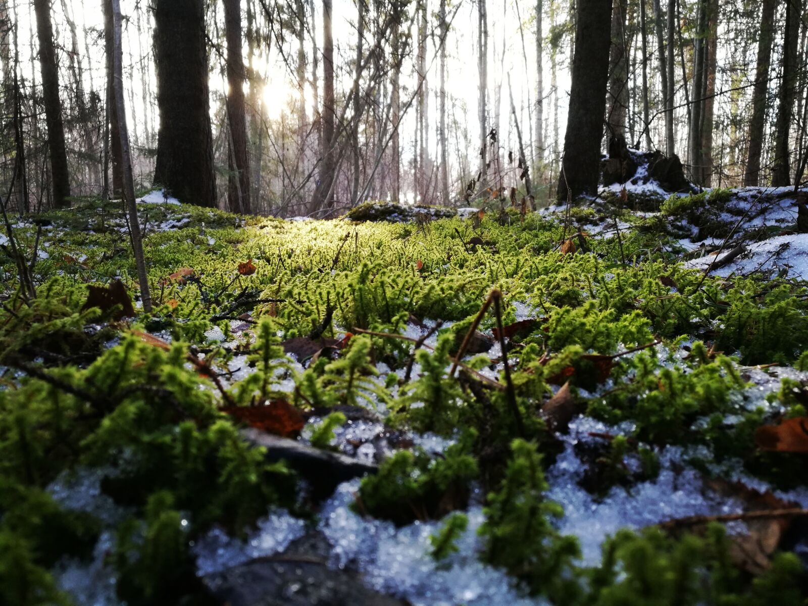 HUAWEI Honor 8 sample photo. Moss, forest, spring photography