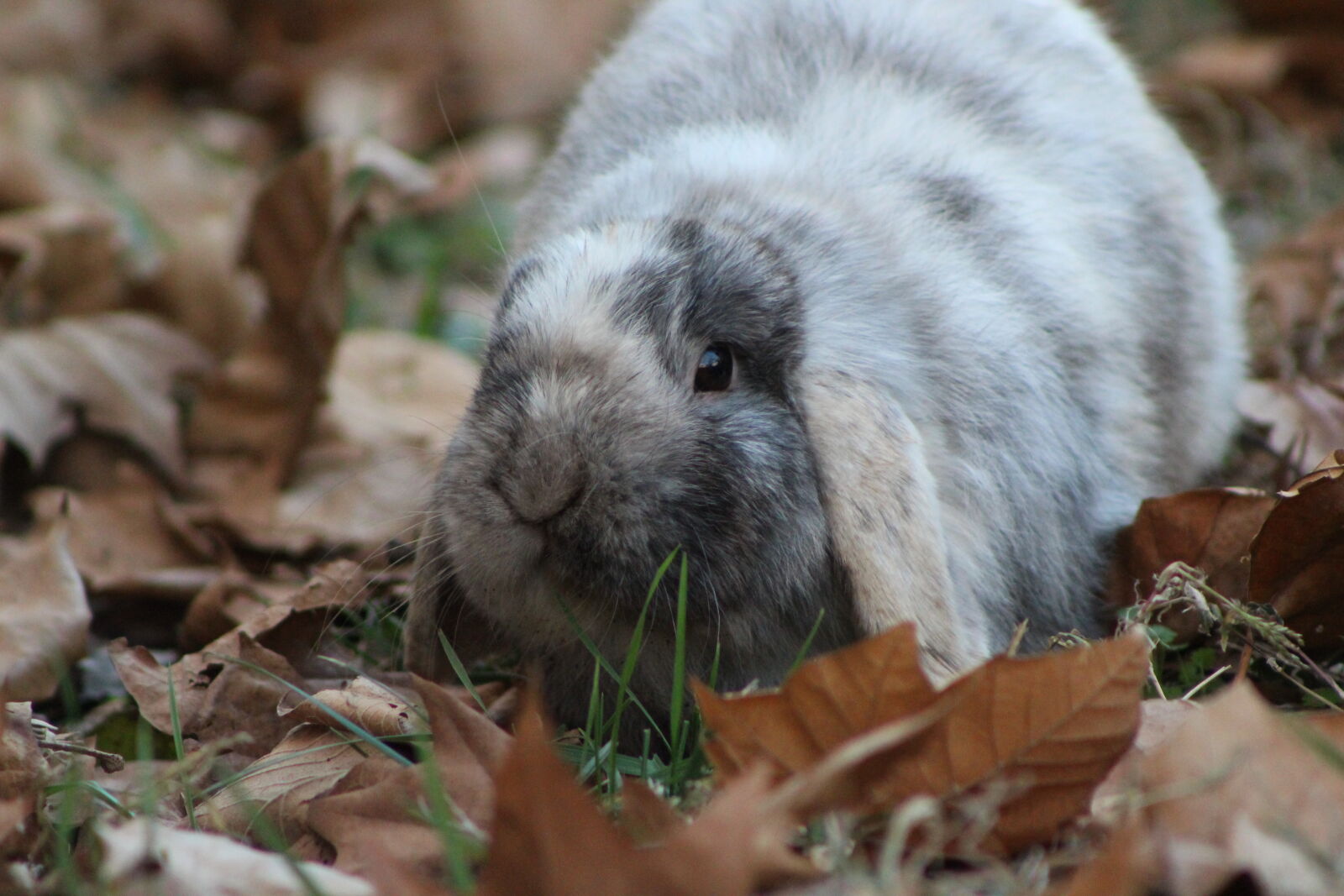 Canon EF 75-300mm f/4-5.6 sample photo