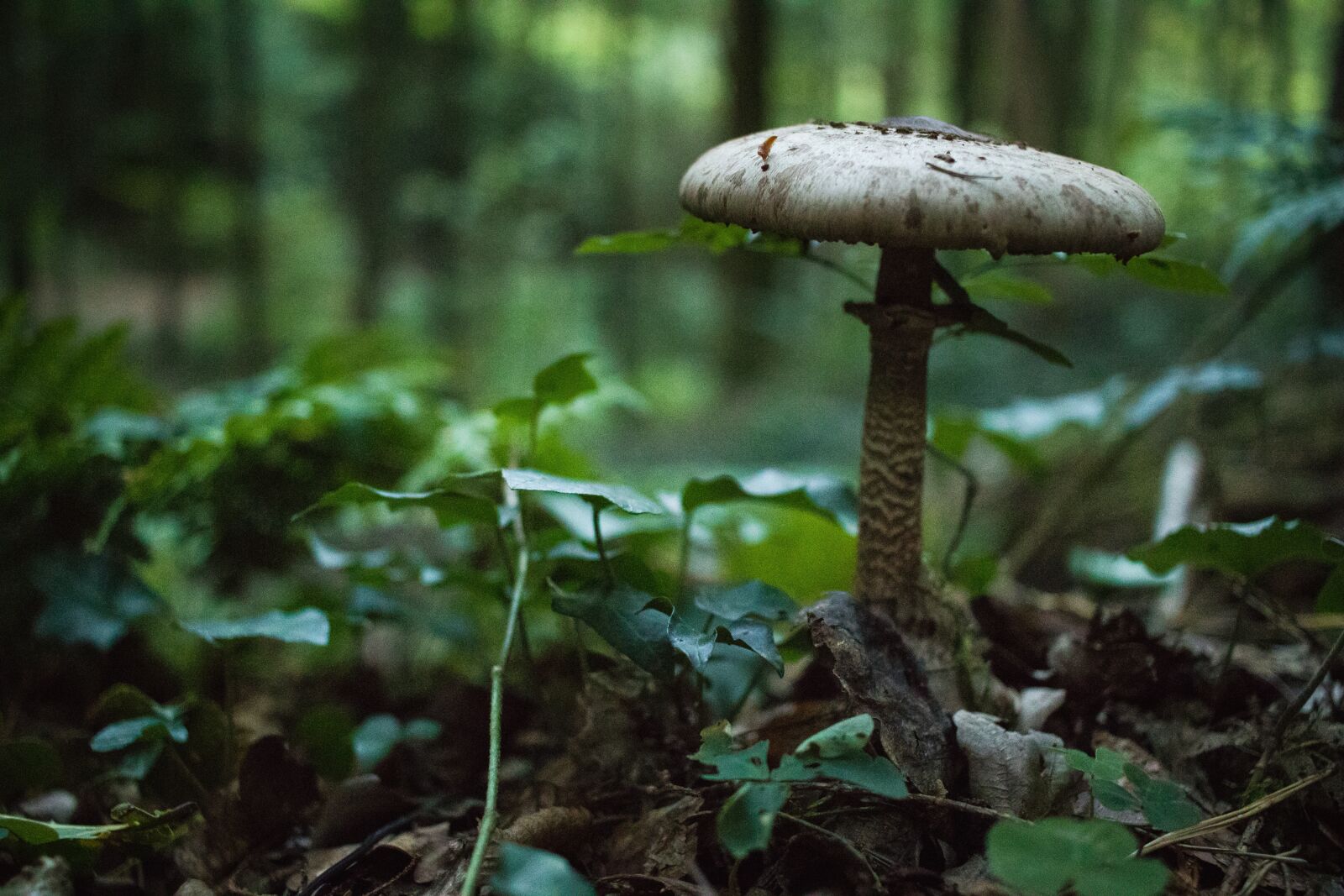 Canon EF-S 24mm F2.8 STM sample photo. Forest, mushrooms, nature photography