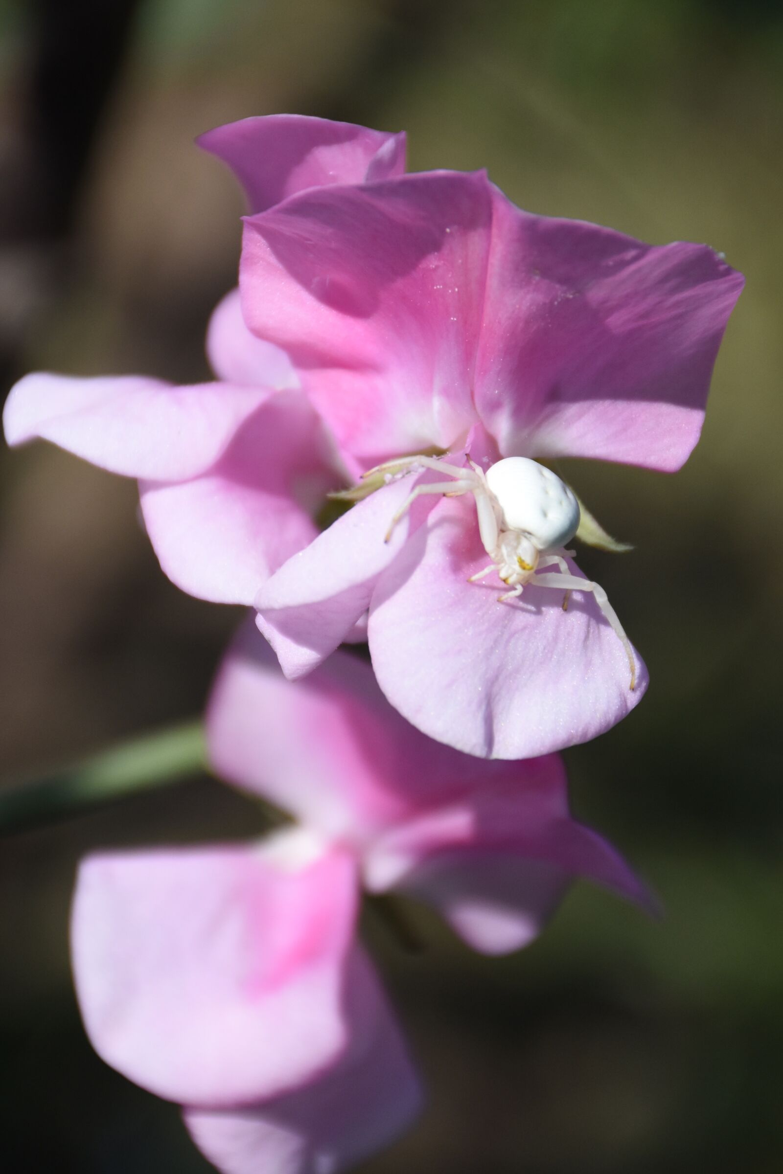 Nikon D7200 sample photo. Sweet peas, garden, flowers photography