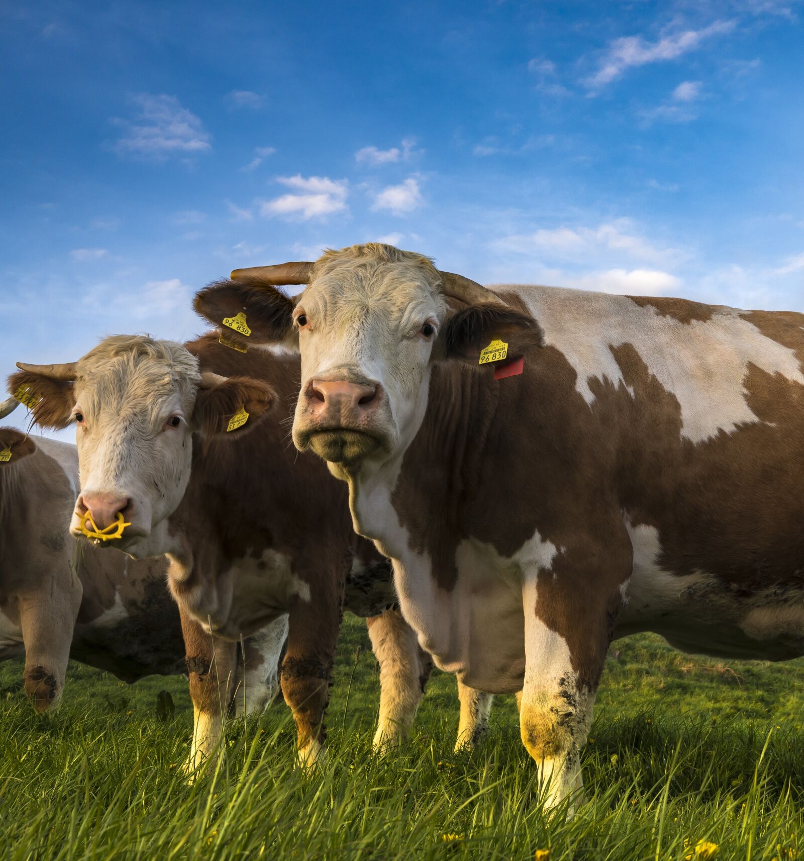 Sony a6300 + Sigma 30mm F2.8 EX DN sample photo. Cows, cow, beef photography