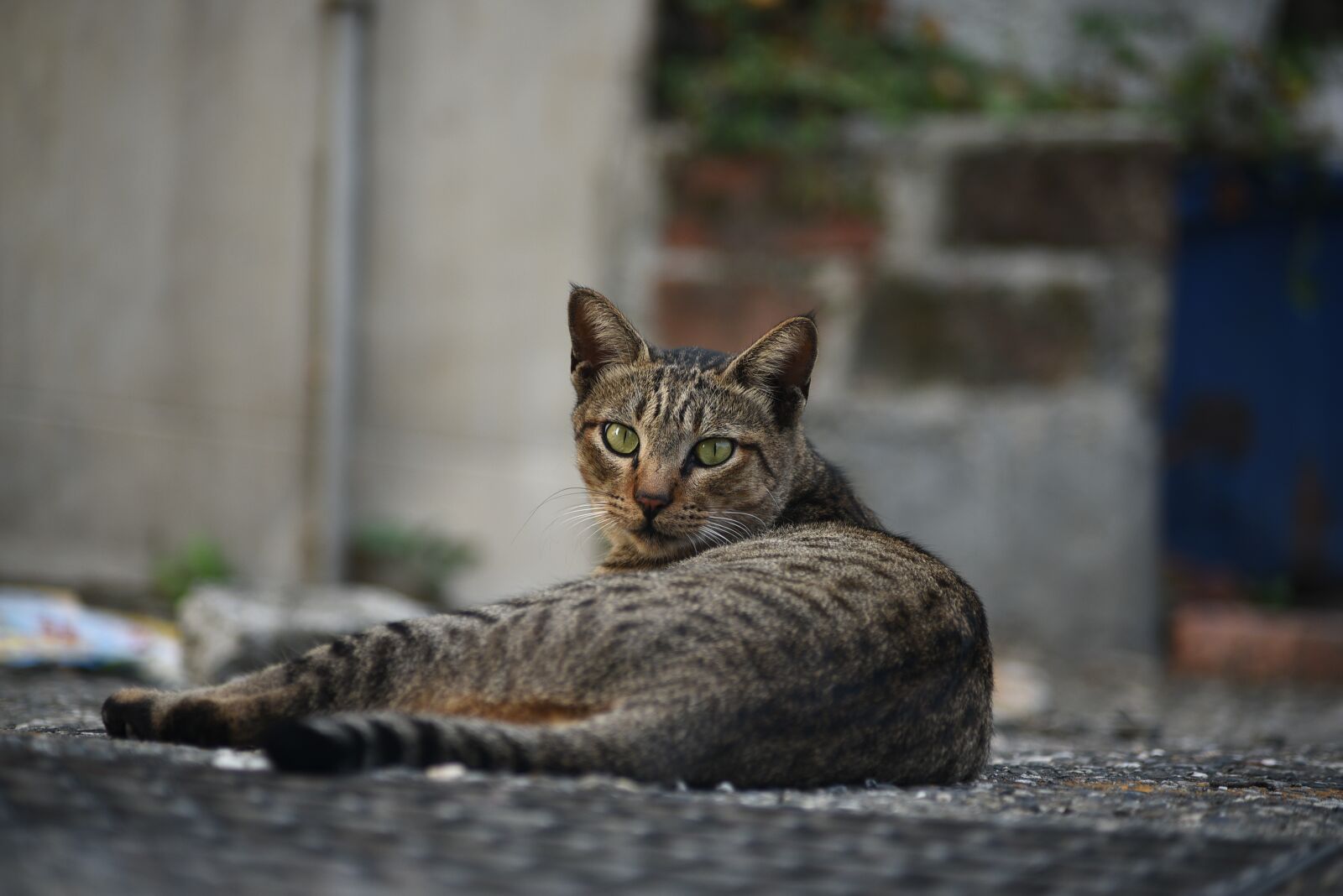 Nikon D750 sample photo. Animal, nature, wildlife photography