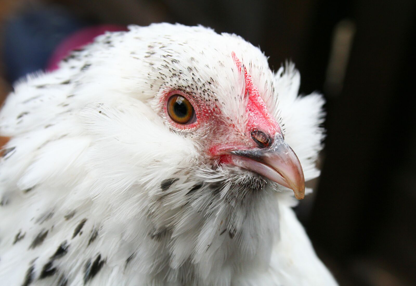 Canon EOS 350D (EOS Digital Rebel XT / EOS Kiss Digital N) sample photo. Chicken, poultry, hen photography