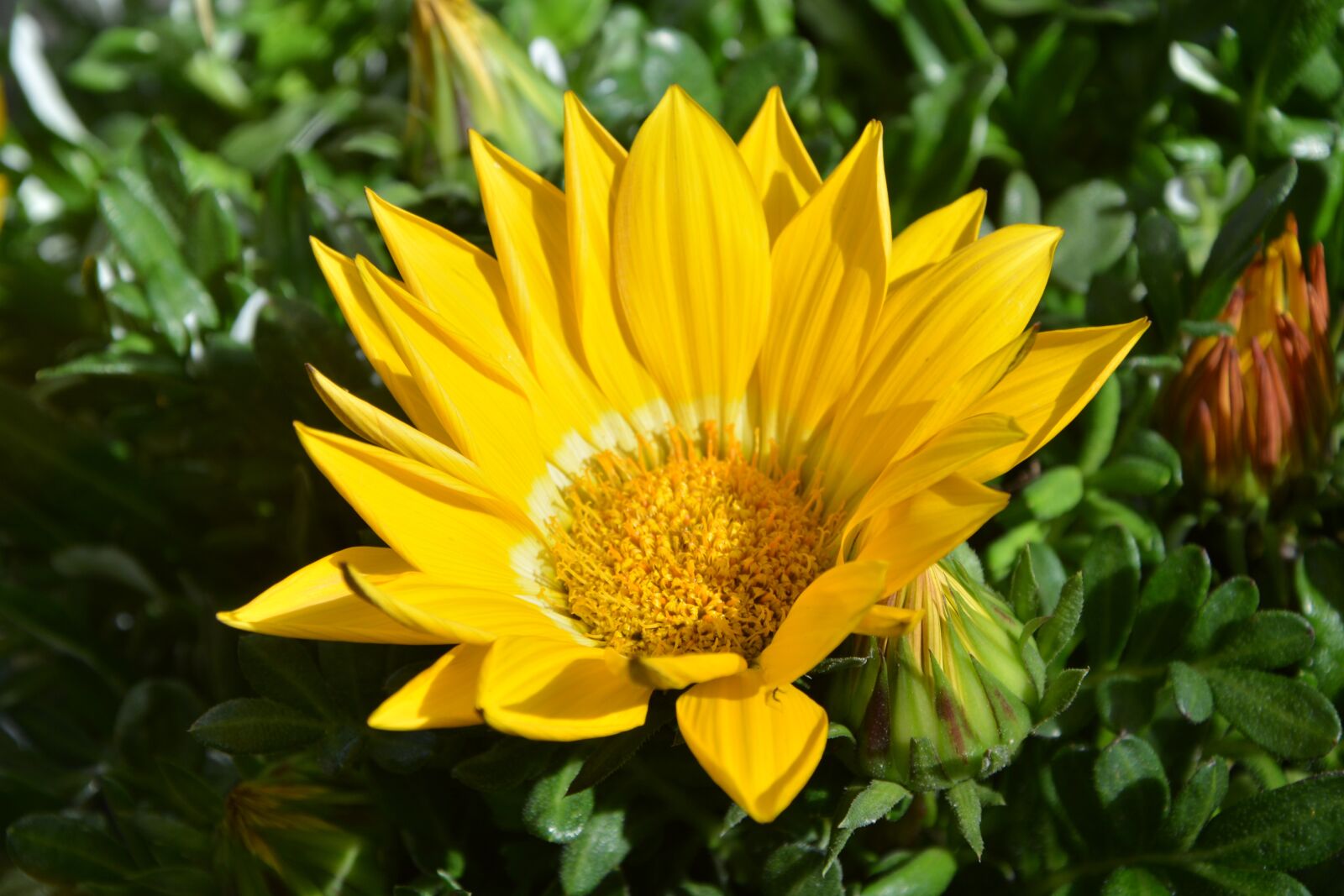 Nikon D5200 sample photo. Flower, yellow flower, petals photography