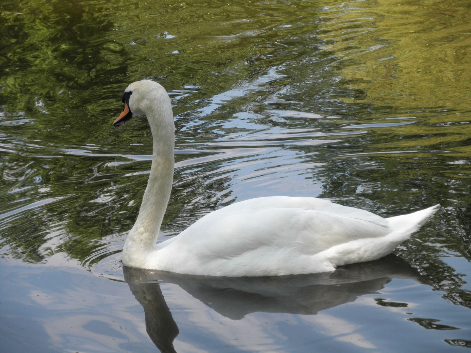 Olympus u7030,S7030 sample photo. Swan, pond, water photography