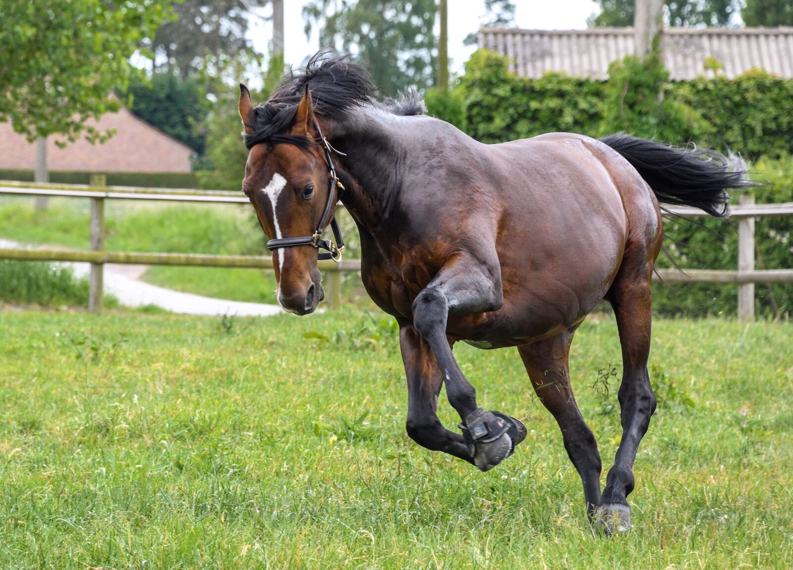 Nikon D500 sample photo. Horse, grass, run photography