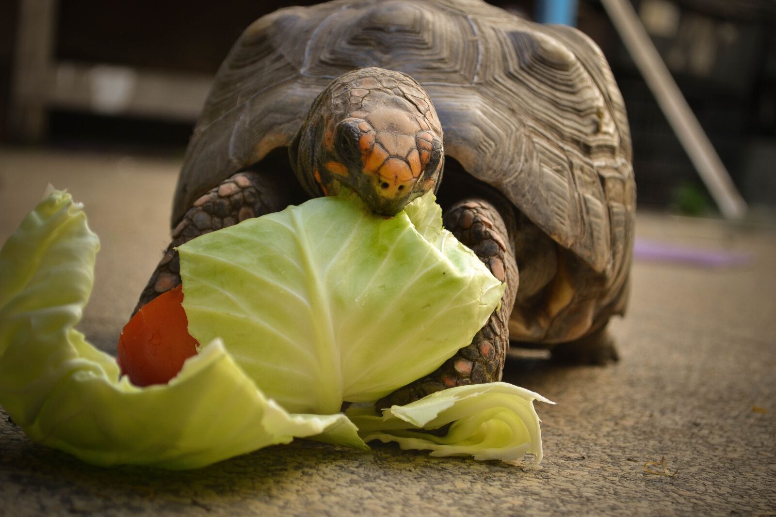 Nikon D3100 sample photo. Jabuti, tartaruga, animal photography