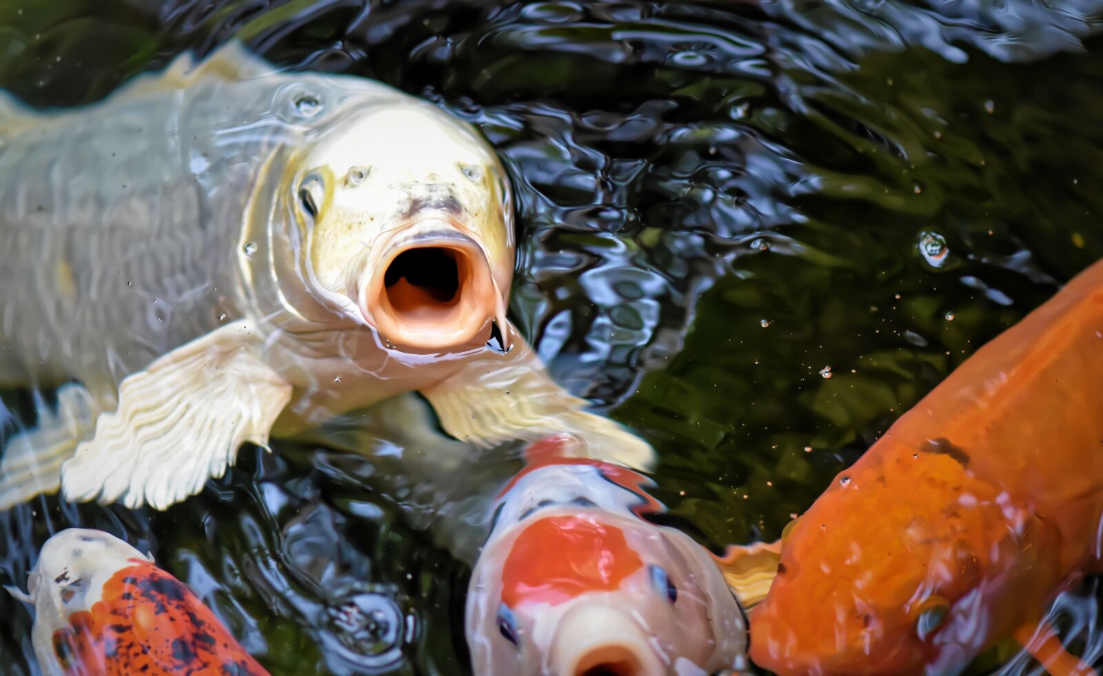 Nikon D7200 sample photo. Koi, pond, fish photography