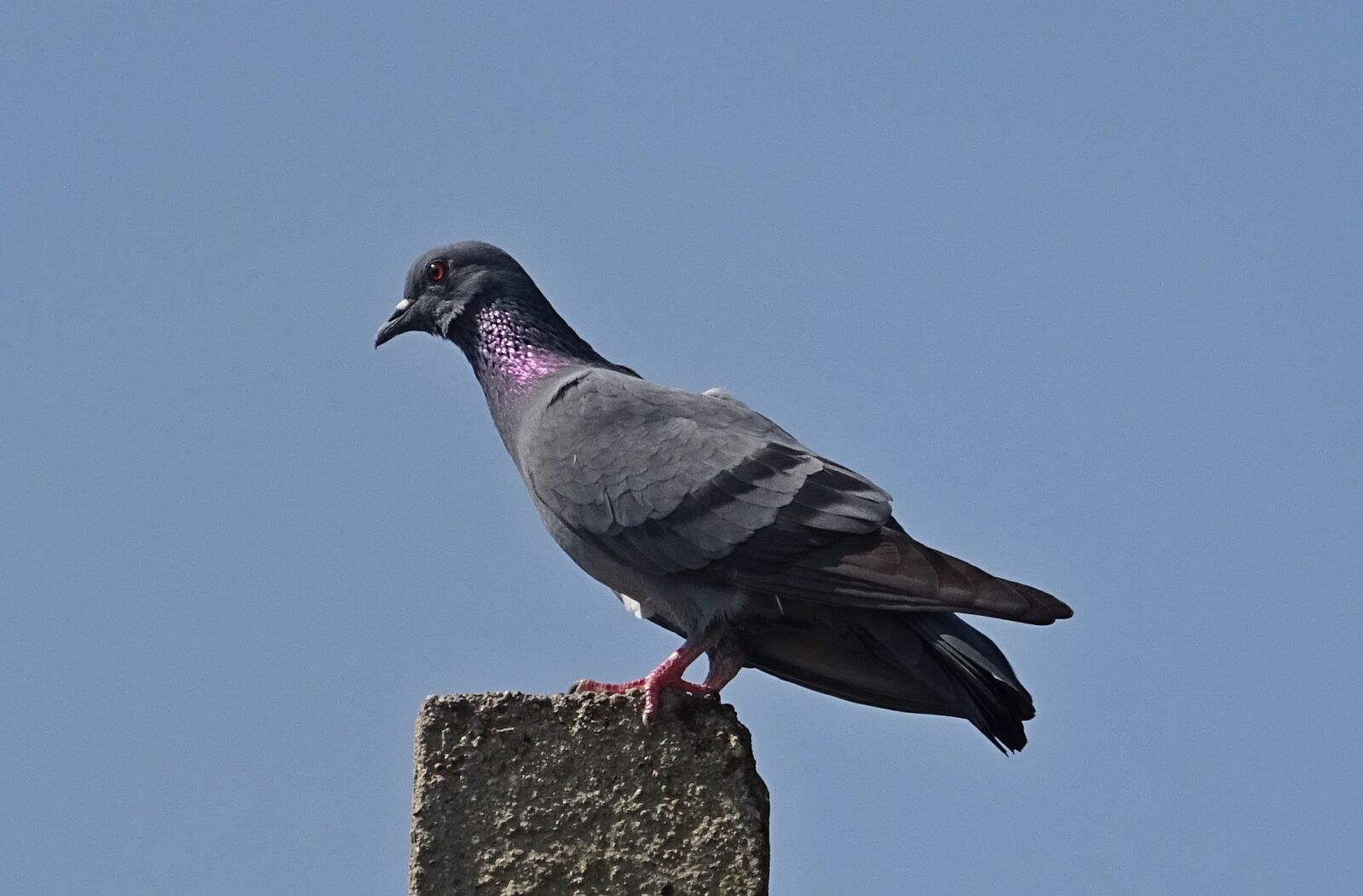 Sony DSC-HX60V sample photo. Bird, rock dove, rock photography