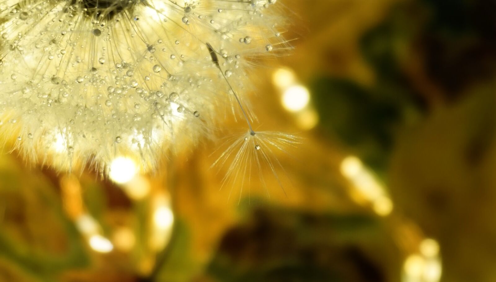 Sony a6000 sample photo. Dandelion, nature, light photography