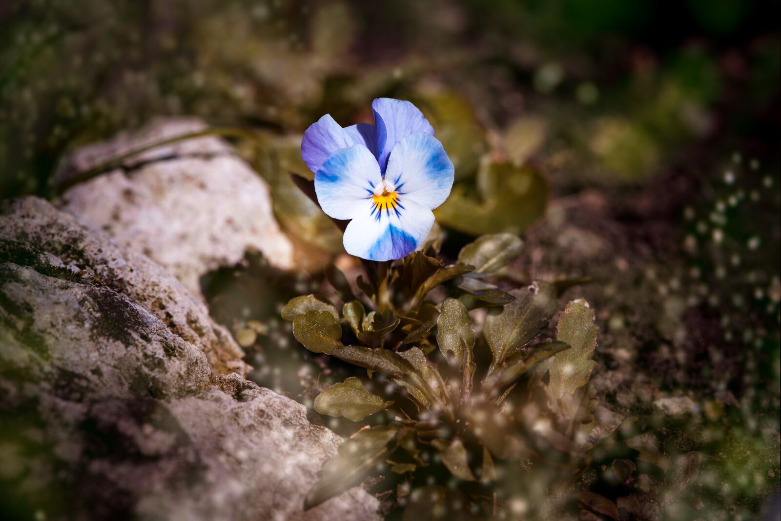 Nikon D750 sample photo. Violet, pansy, blue photography