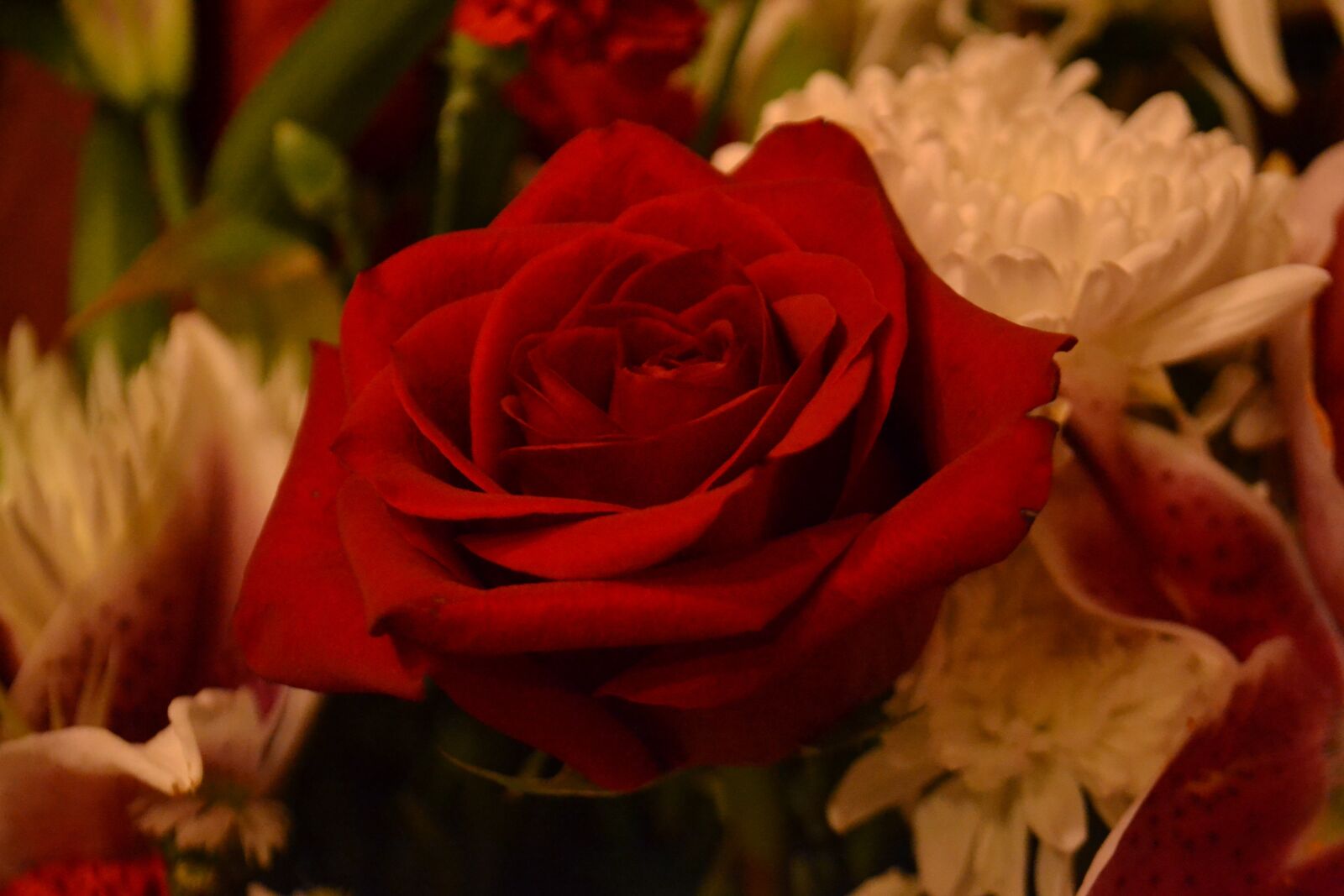 Nikon D3100 sample photo. Rose, flowers, botanical photography