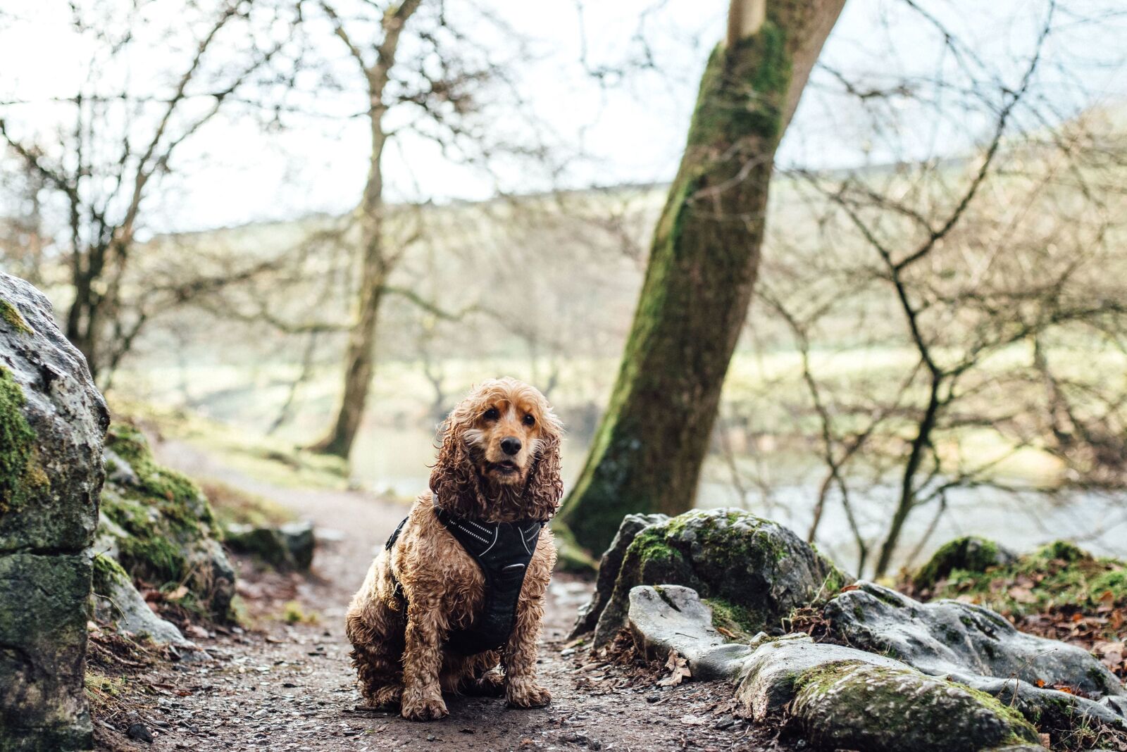 Nikon D750 sample photo. Animal, canine, cute, dog photography