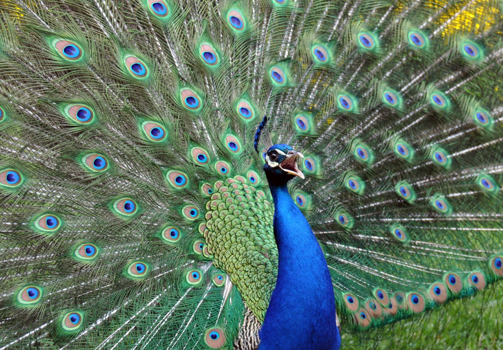 Nikon D90 sample photo. Ecomuseum, alsace, ungersheim photography