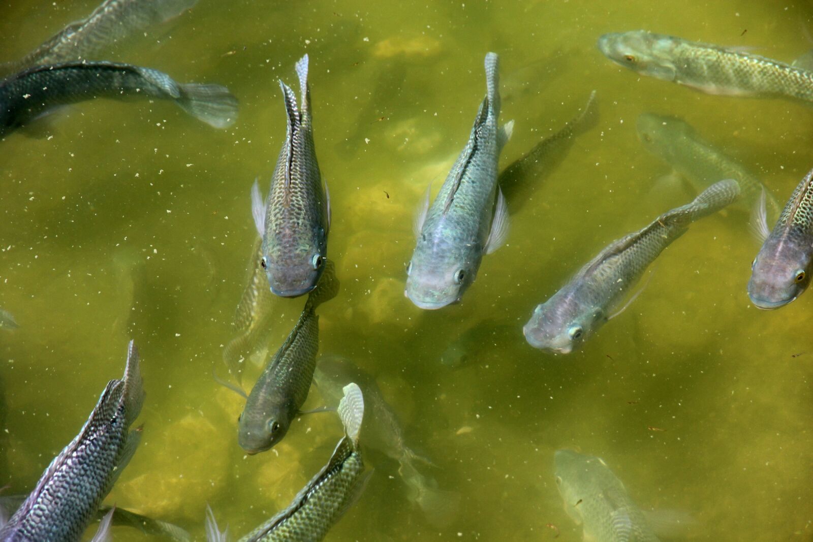 Canon EOS 650D (EOS Rebel T4i / EOS Kiss X6i) sample photo. Cichlids, fish, nature photography