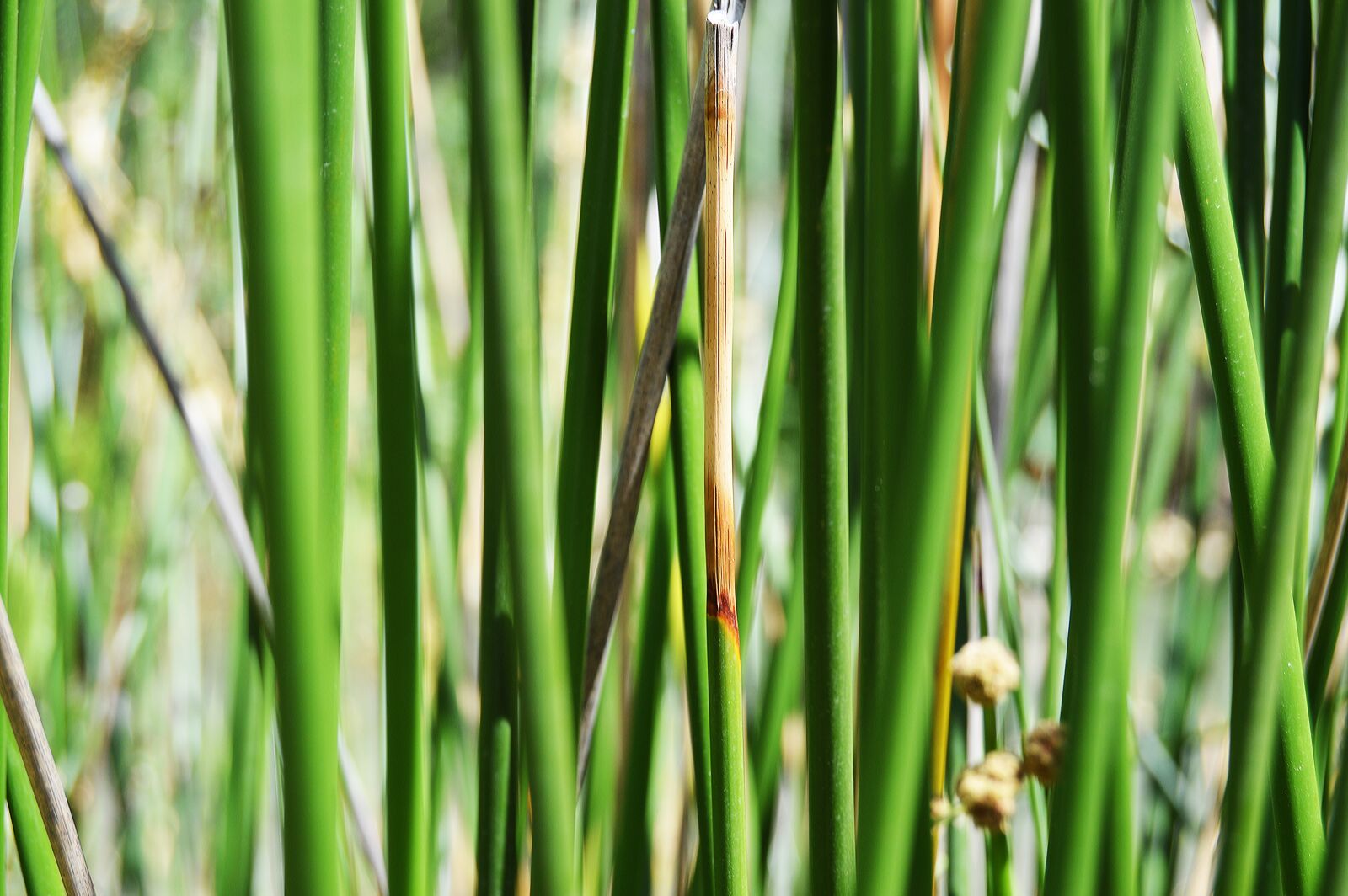Nikon D3200 sample photo. Reeds of the river photography