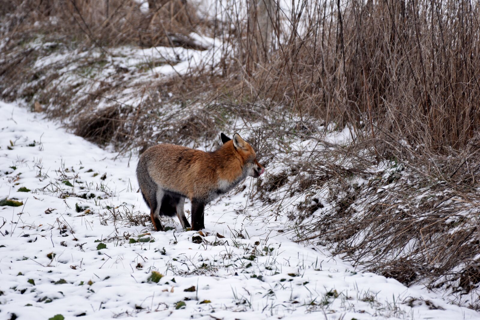 Nikon D5600 sample photo. Fox, wild, predator photography