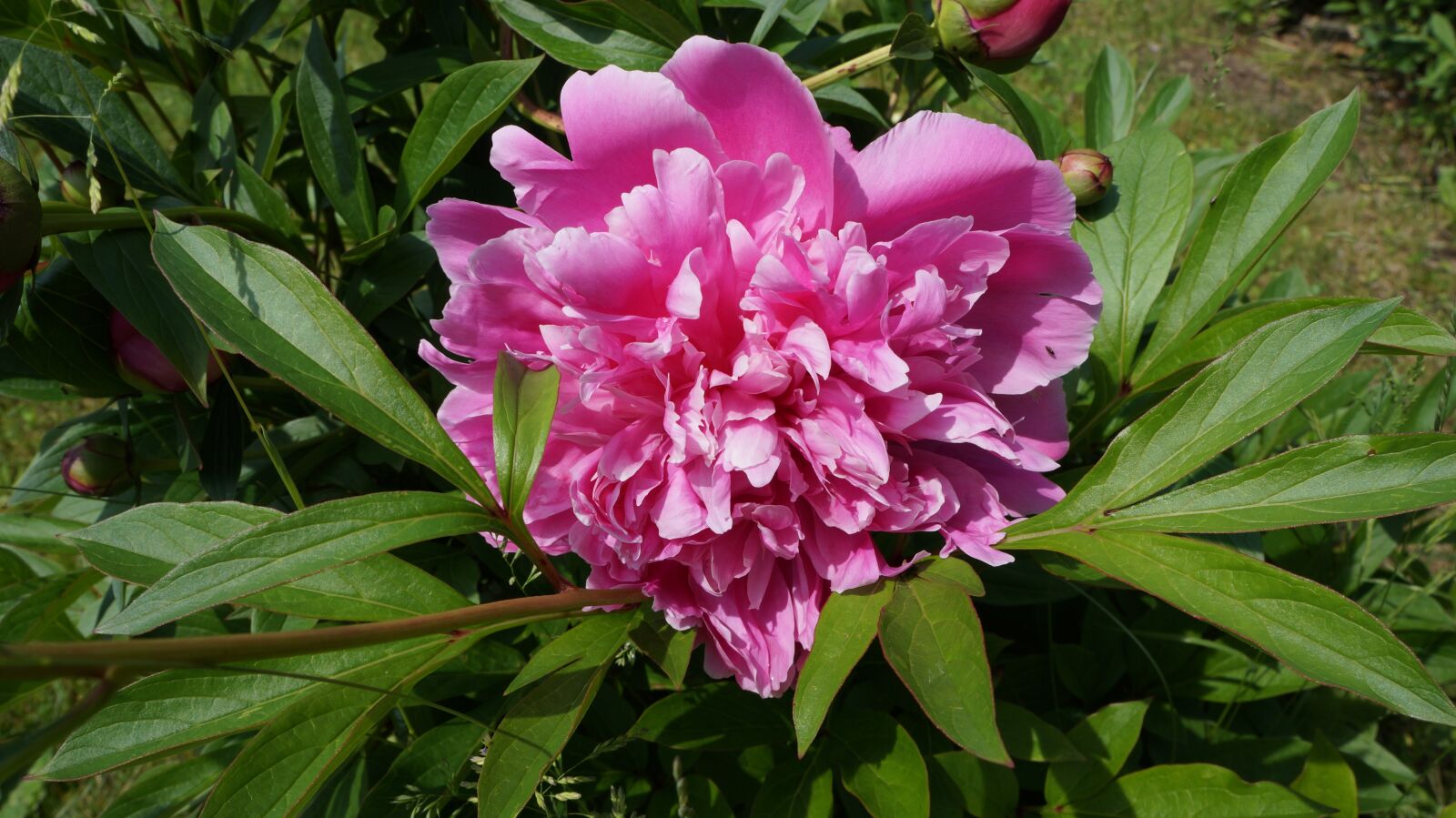 Sony Alpha a3000 + Sony E 18-55mm F3.5-5.6 OSS sample photo. Peony, pink, plant photography