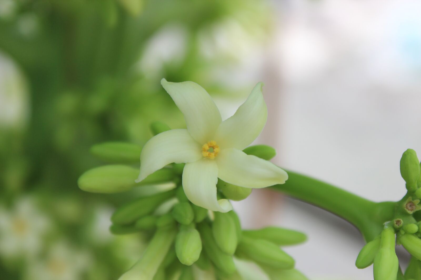 Canon EOS 600D (Rebel EOS T3i / EOS Kiss X5) sample photo. Flower, green, white photography