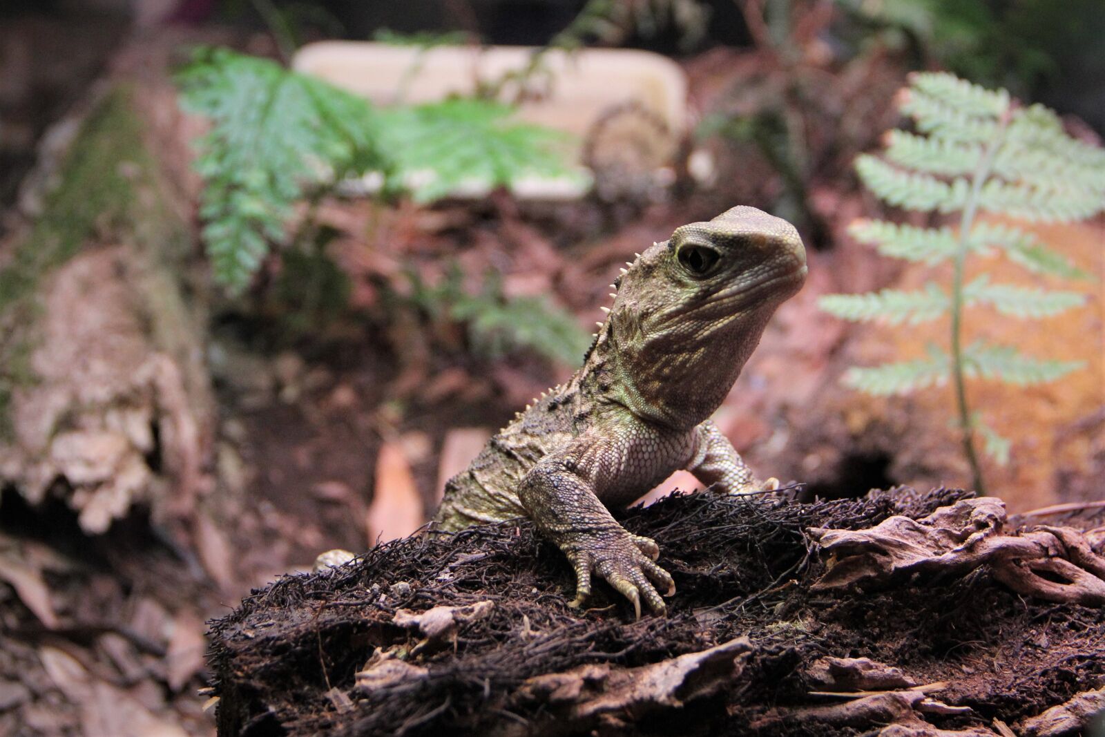 Canon EOS 60D sample photo. Tuatara, reptile, scales photography