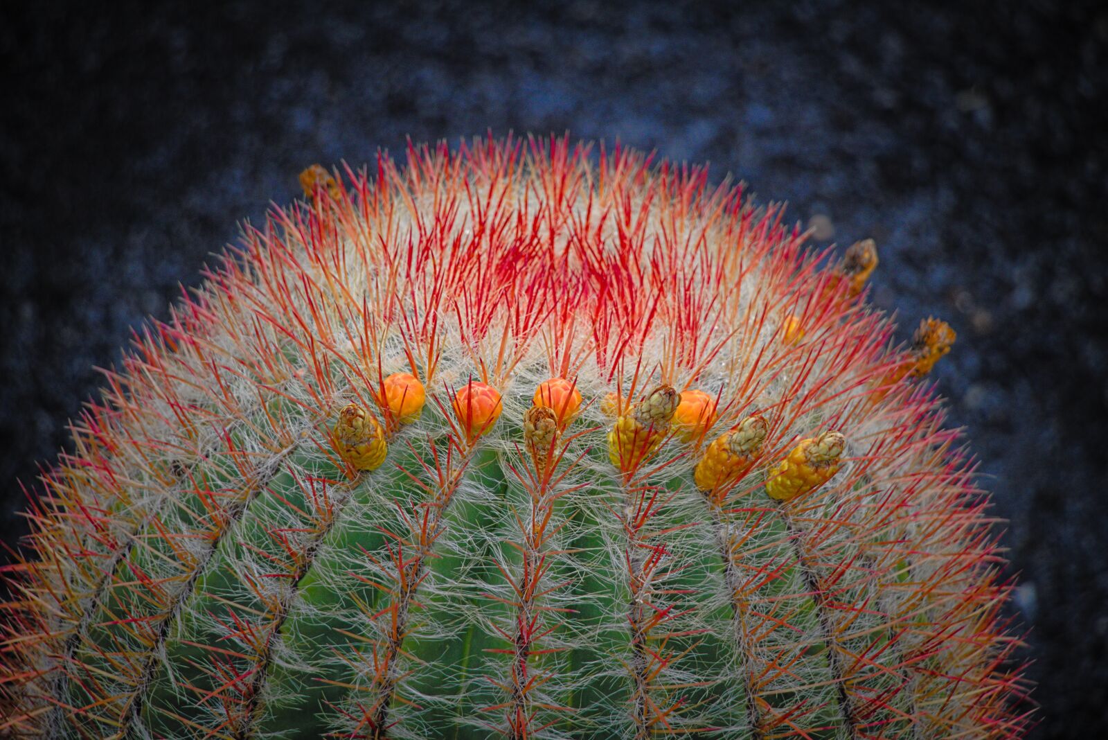 Canon EOS 750D (EOS Rebel T6i / EOS Kiss X8i) sample photo. Flowers, cactus, blossom photography