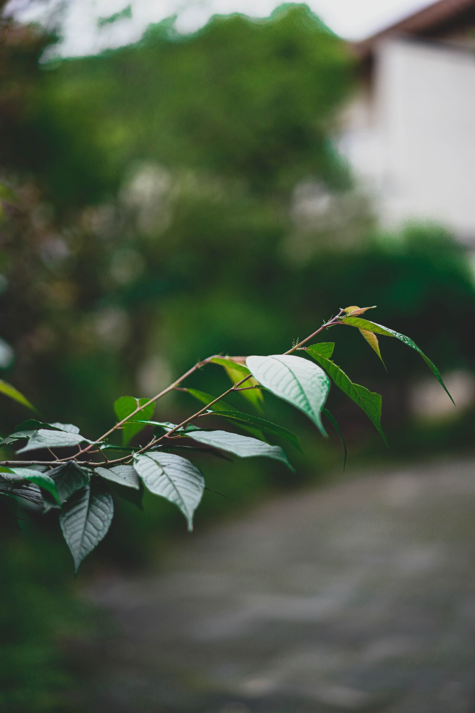 Sony a7R III + Sony Sonnar T* FE 55mm F1.8 ZA sample photo. The leaves, living foods photography